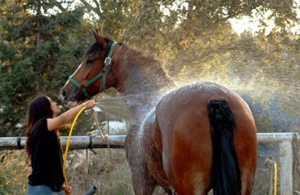 Tie your horse up and turn the hose on to warm temperature