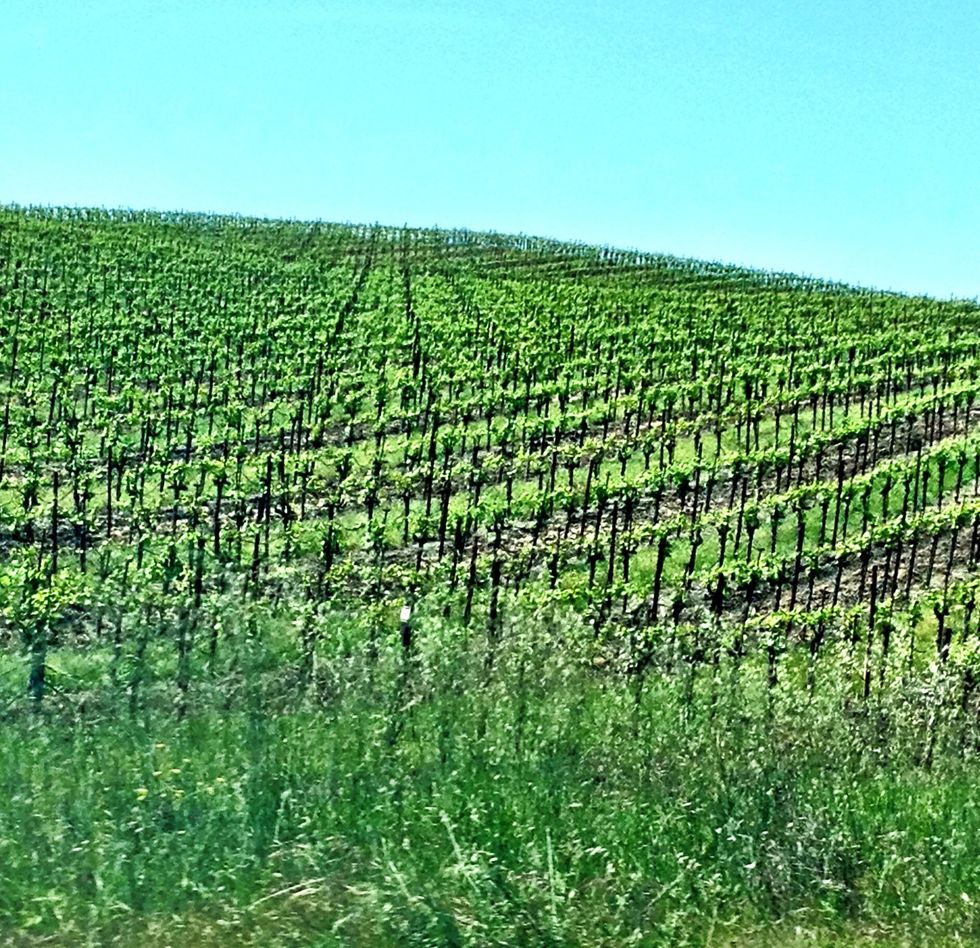 Time to drive down the road to the next winery. Our next stop? Viansa Winery!