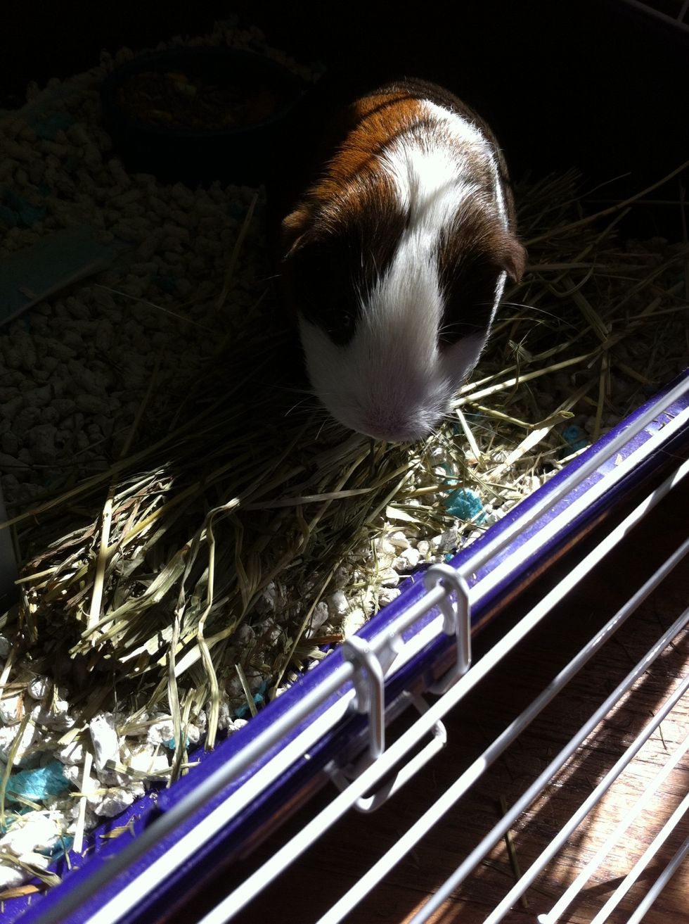 Timothy hay! They love it.