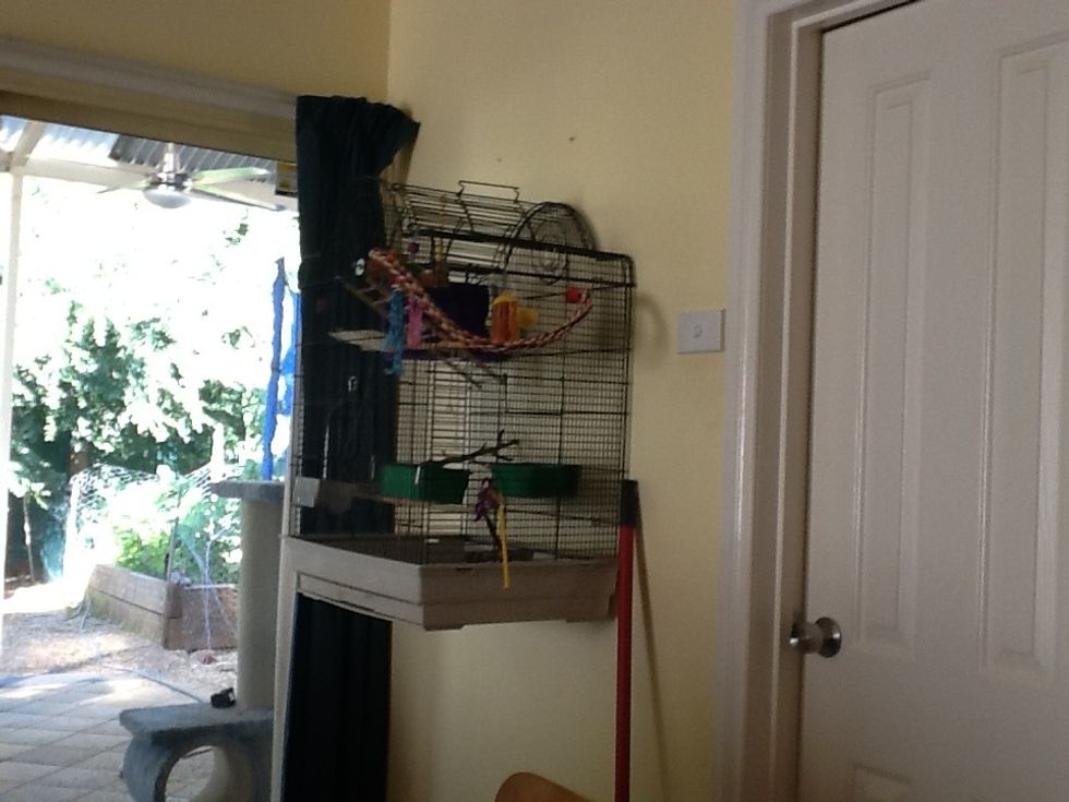 Tip one: cage Let your bird come out of the cage in its own time. Cage-less birds must do the same because the grumpy birds bite more.