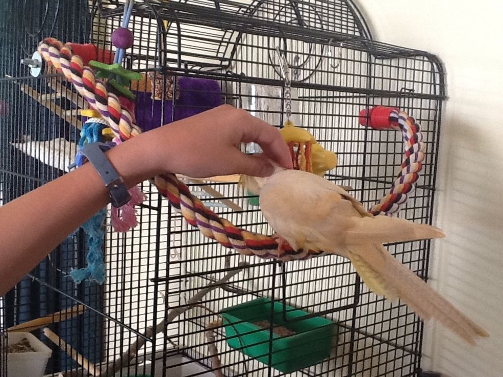 Tip two: the "happy spot" Most birds I've met like to be tickled on or around their heads. Find out where yours likes to be tickled. When your bird bites you touch them there.