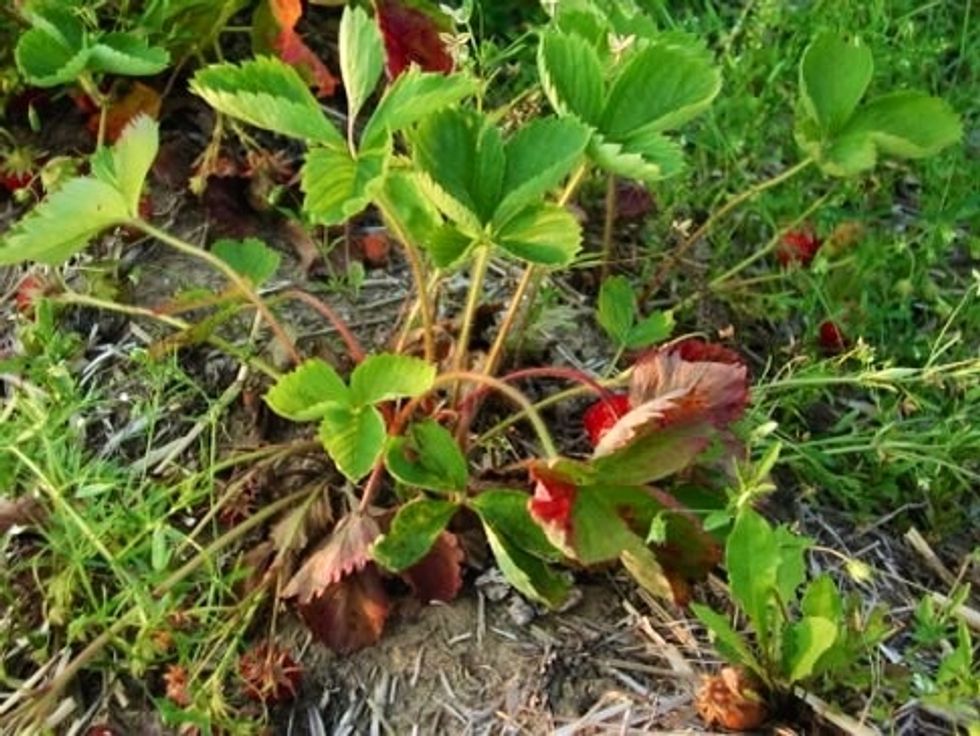 To avoid verticillium wilt, don't plant in sites where raspberries, strawberries, or solanaceous plants (tomatoes, peppers, eggplants, etc.) have grown before.