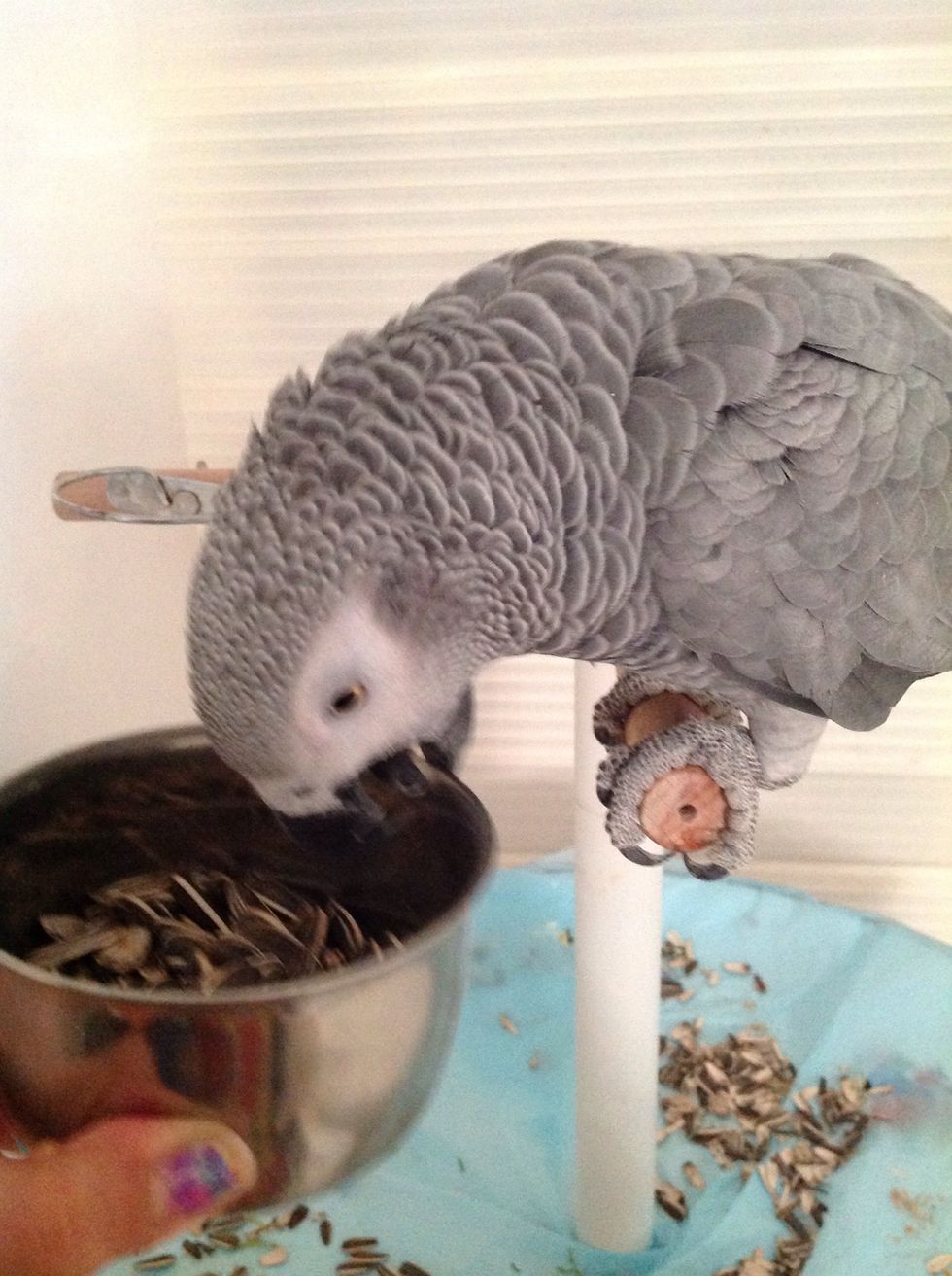 To be more friendly with him feed him by your self.