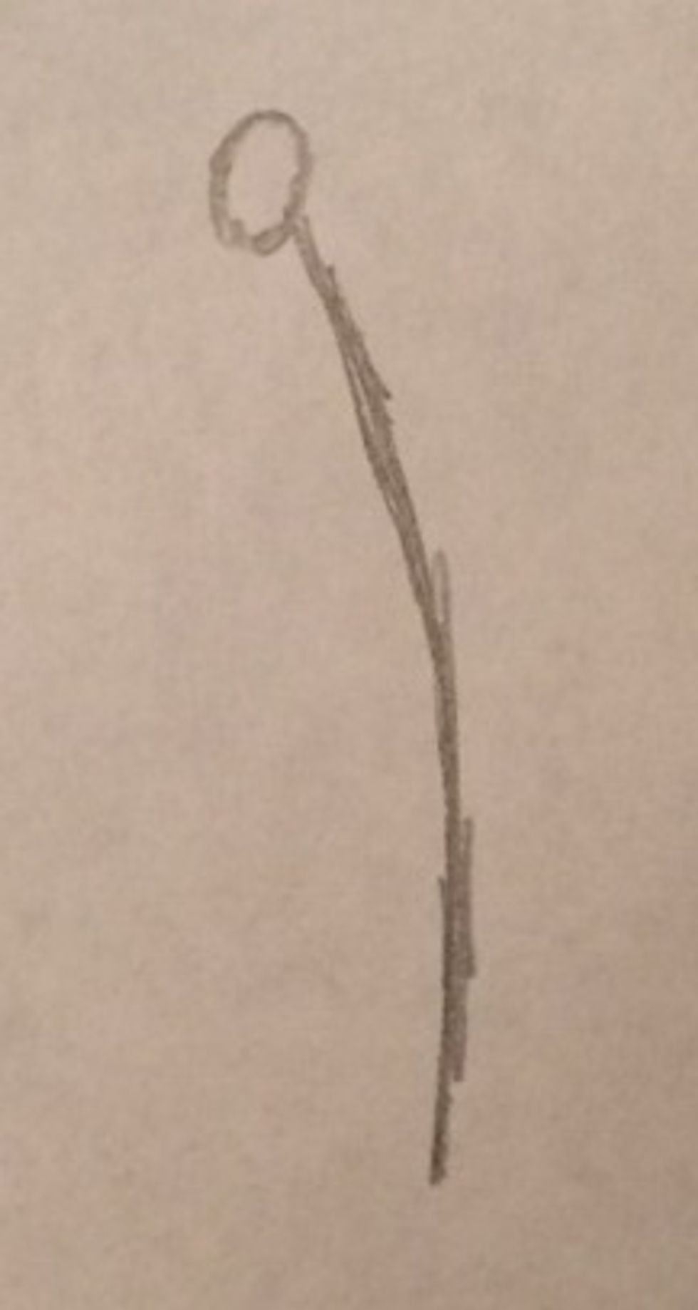 To draw a Lily you first draw a circle for the bud, then attach a line to it representing your stalk