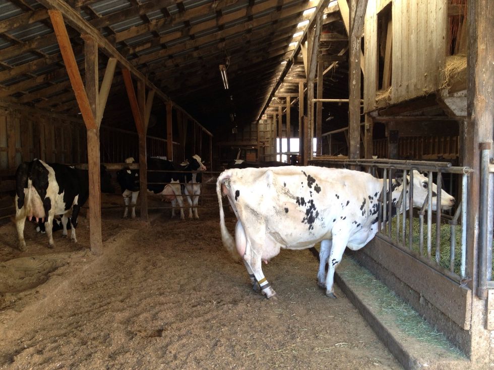 to get calves you need pregnant cows