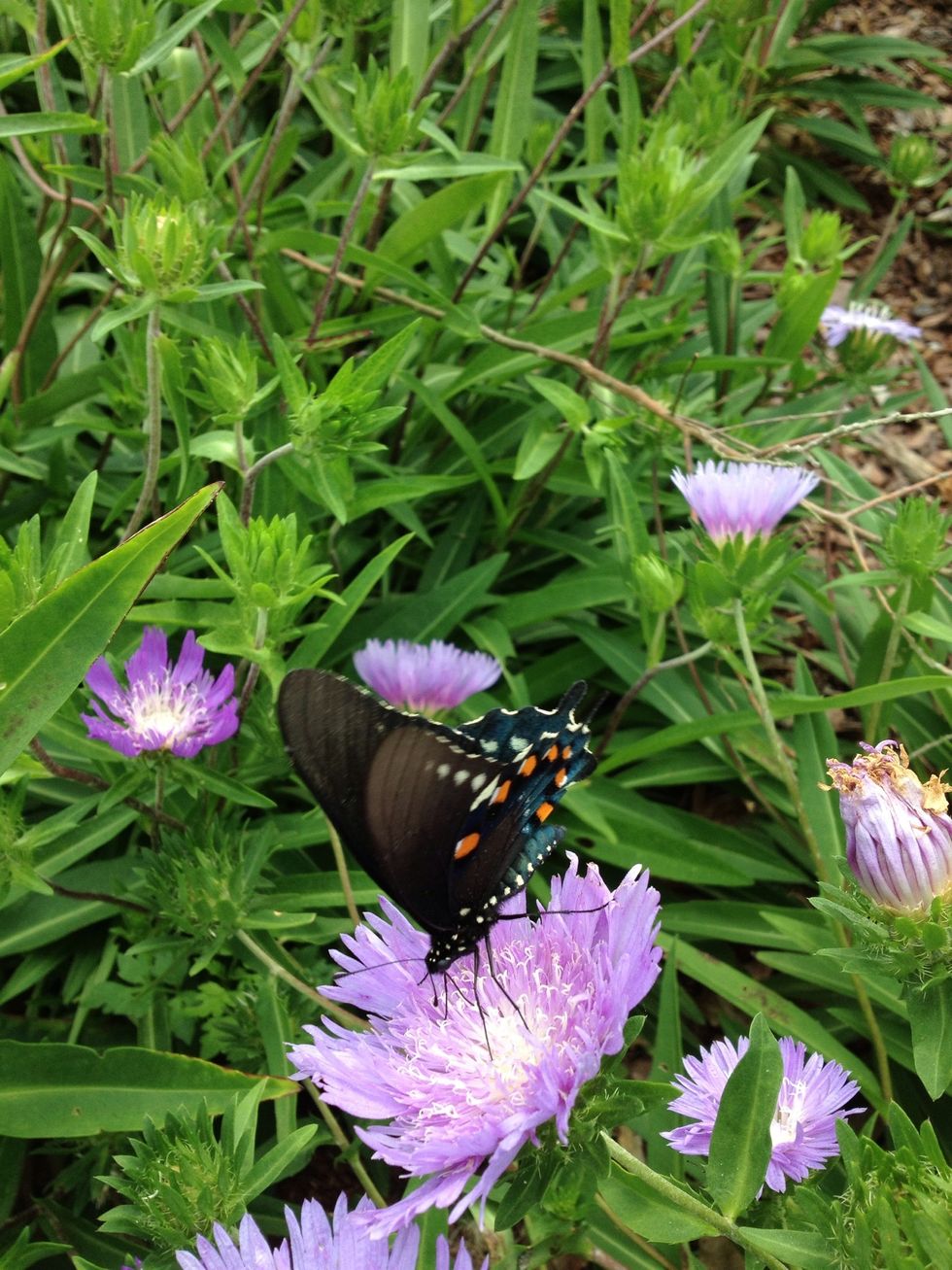 To get good detail get up close and personal!! When taking pictures of animals remember the 3 S's: silence, speed and steadiness.