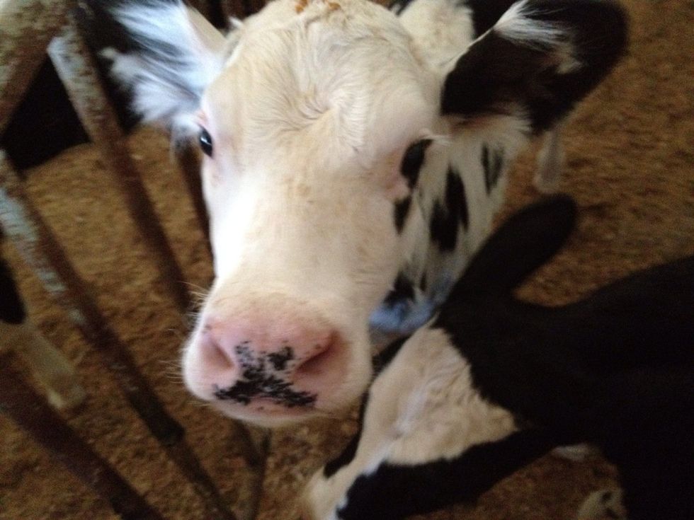 to get milk you need calves