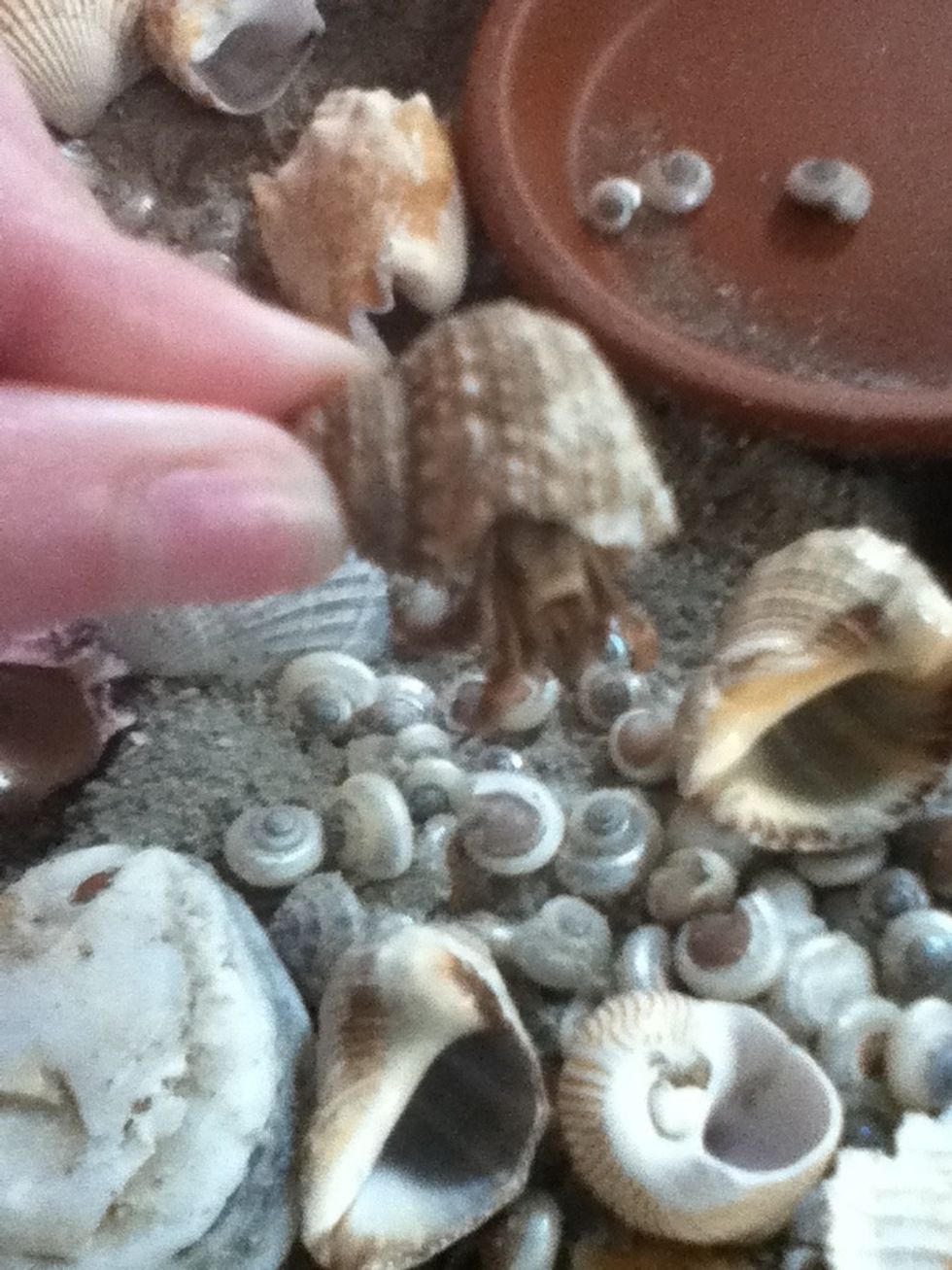 To get you hermit crab to come out of its shell, tilt its shell forward until you see it starting to crawl out a bit.