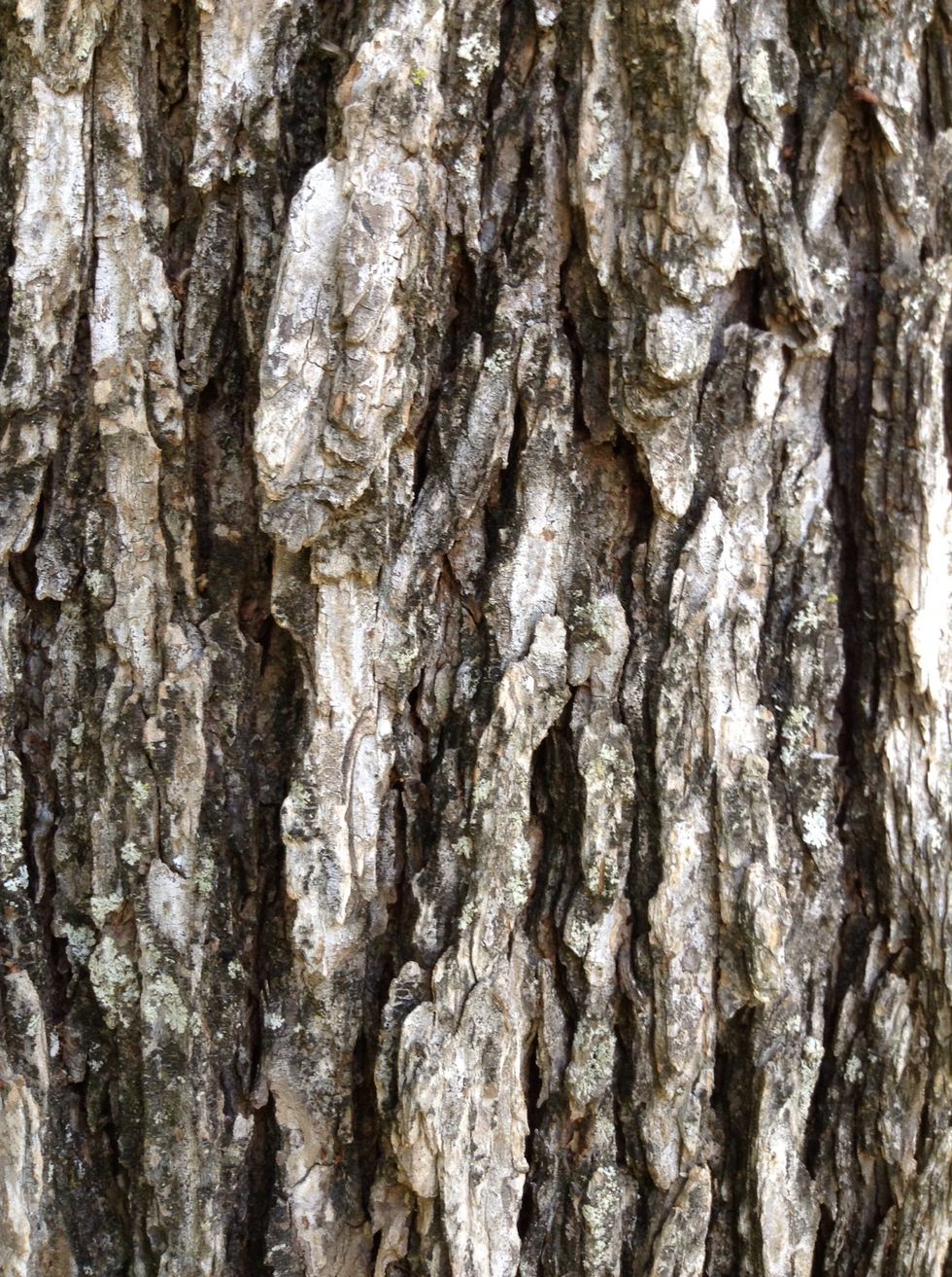 To happily enjoy the Outdoor Learning Center is to first get off the bus. If you listen to the teacher or guide for directions, you will know exactly what to do.