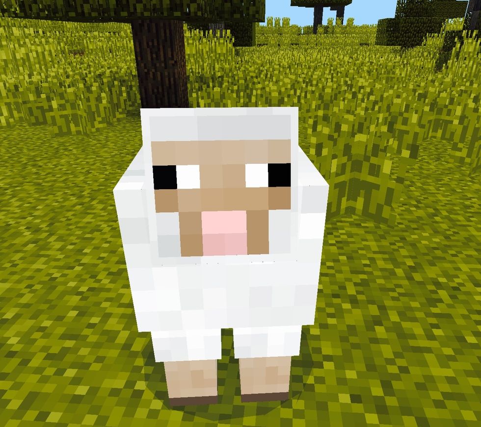 To make a sheep fallow you, is you need......