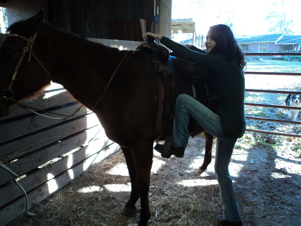 To mount the horse, put your left foot in the left stirrup and grab the horn of the saddle.