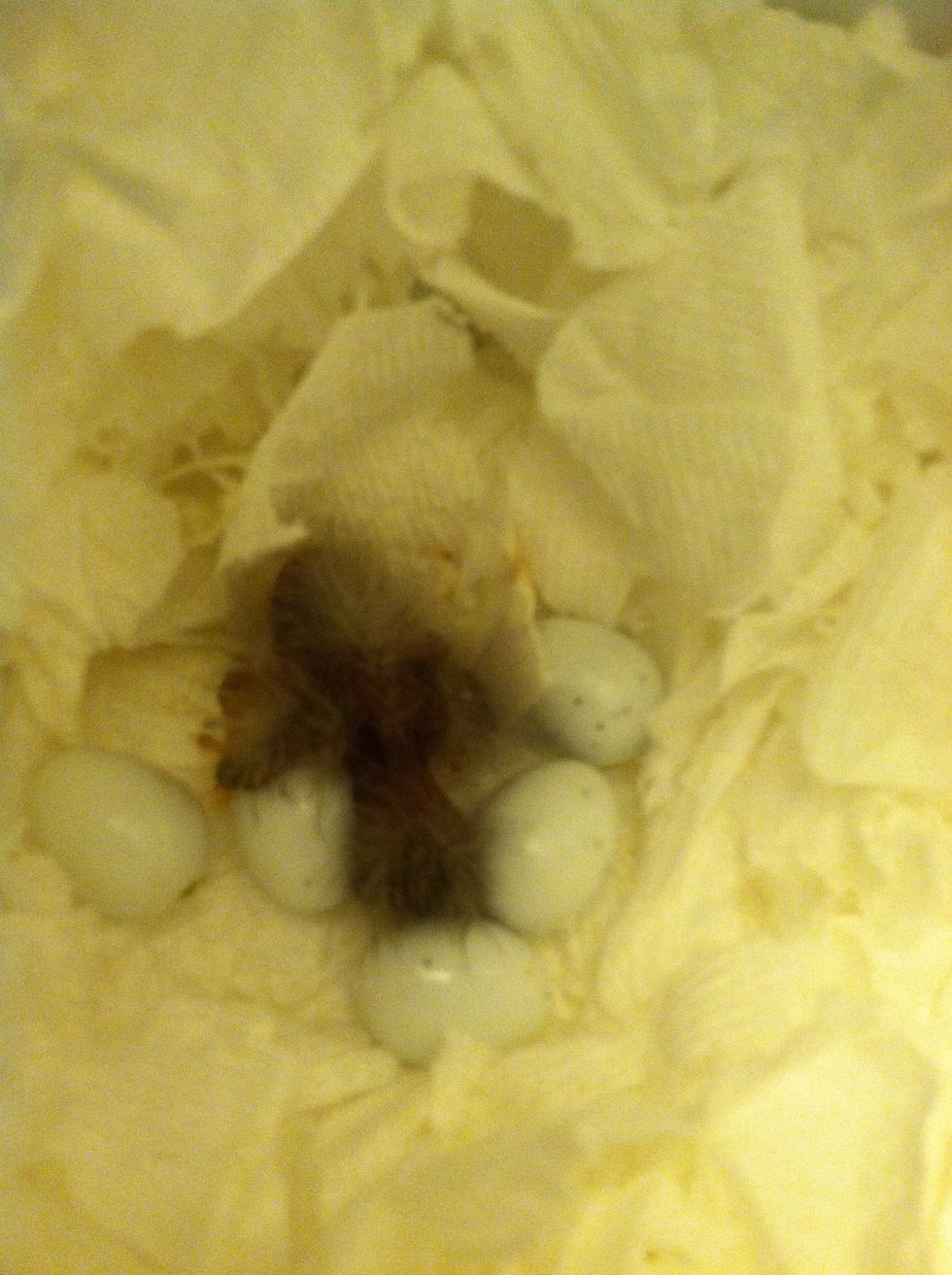 To prepare the chick's environment we used a baby's wipes warmer because we couldn't find our heating pad.