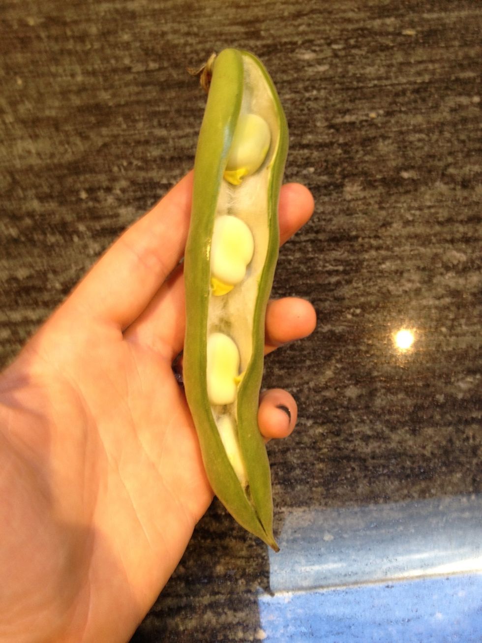 To shell the favas, snap off the stem end, and pull down on the "string" that runs the length of the pod. When the pod is open lengthwise, remove the beans.