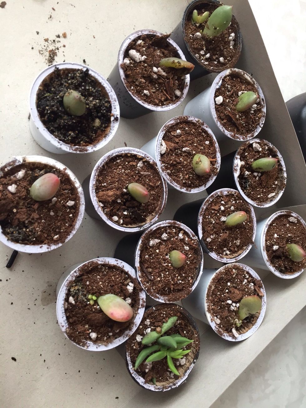 Top off with a bit more soil.