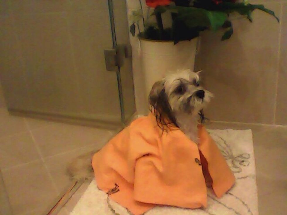 Towel your dog off so there isn't any water dripping off your dog.