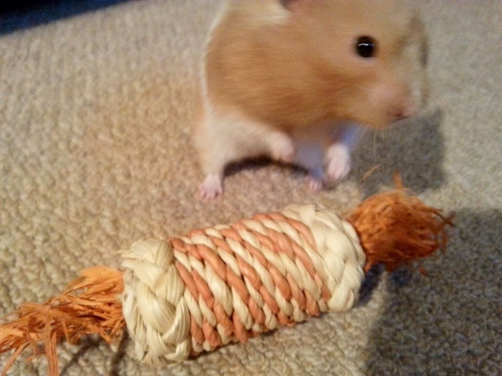 Toys like these helps their teeth to remain strong and prevents over grown teeth, also keeps them distracted!