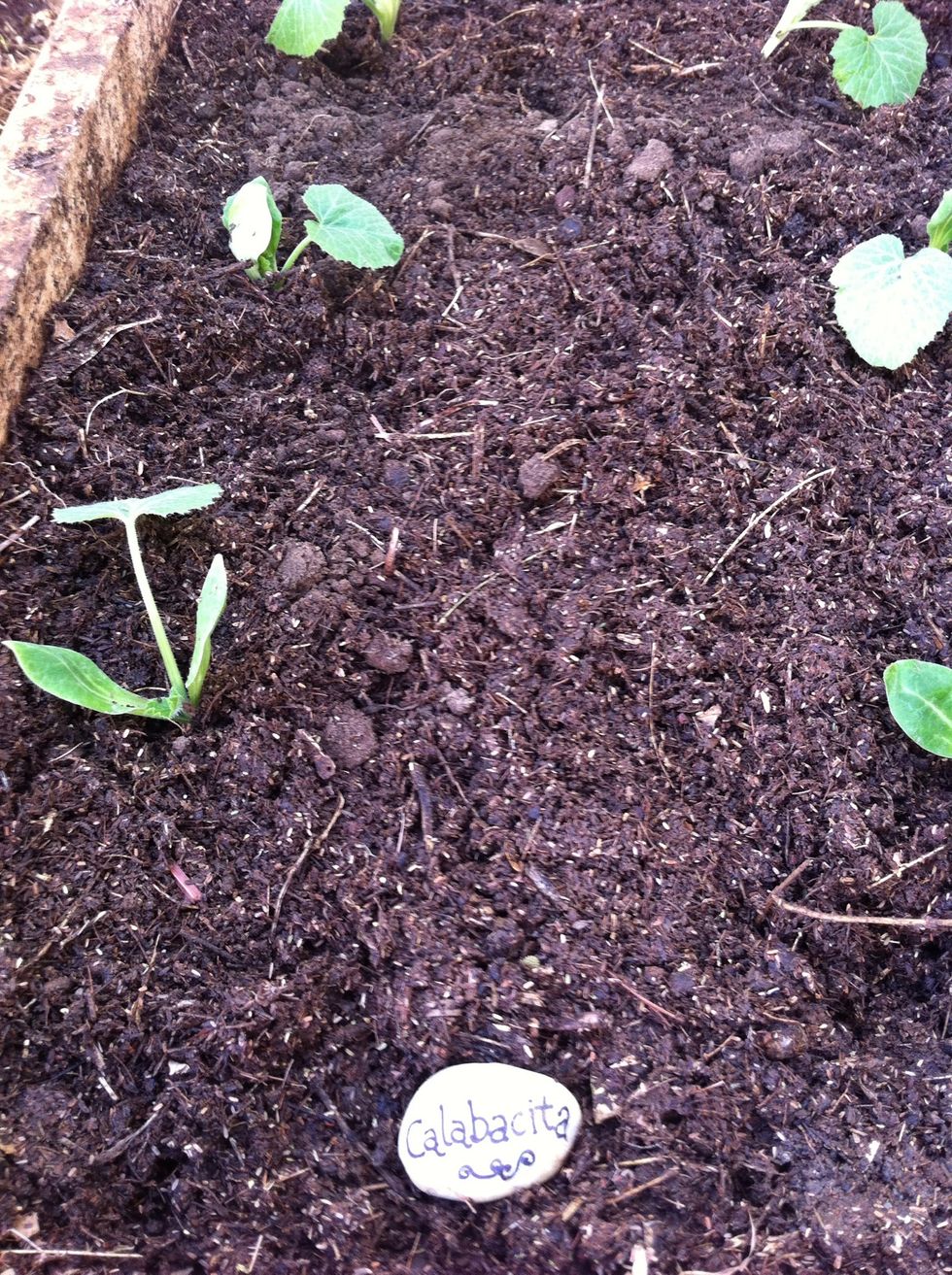 Transplanta tu planta o siembra directamente en el huerto. / Transplant your plant or seeds in the orchard.
