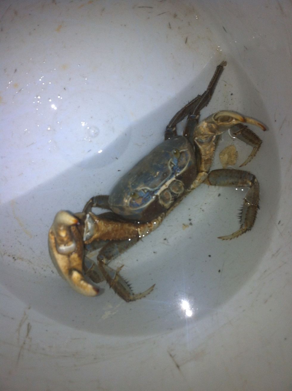 Tratemos de que el cangrejo sea encontrado en horas de la noche, asi ser\u00e1 mas divertido .. Ahh y Sea jallao el cangrejo ese!!