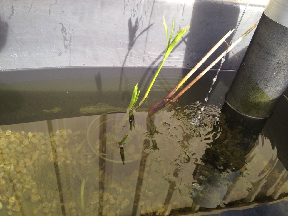 Treat your breeding ponds if needed. But only if they share the same circulation water as the other fish