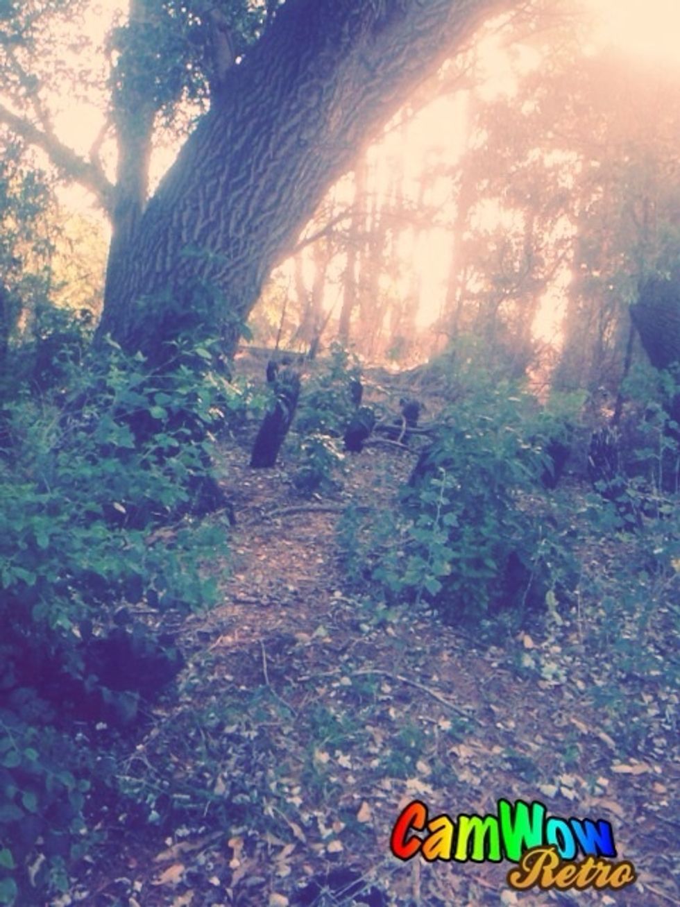 Trees, ferns and wildlife become larger and more out of control here and also colder