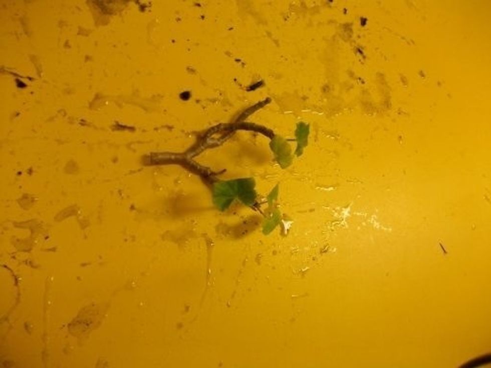 Trim cuttings and drip in rooting hormone to give it a boost on growing.