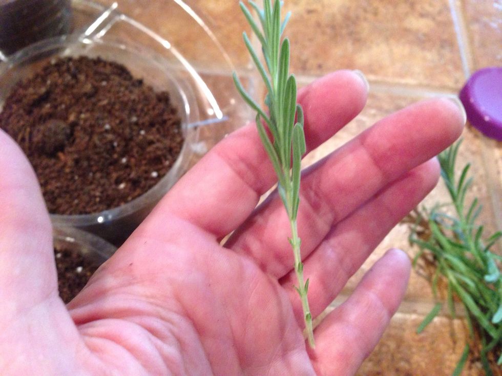 Trim off the lower leaves for a bare stem.