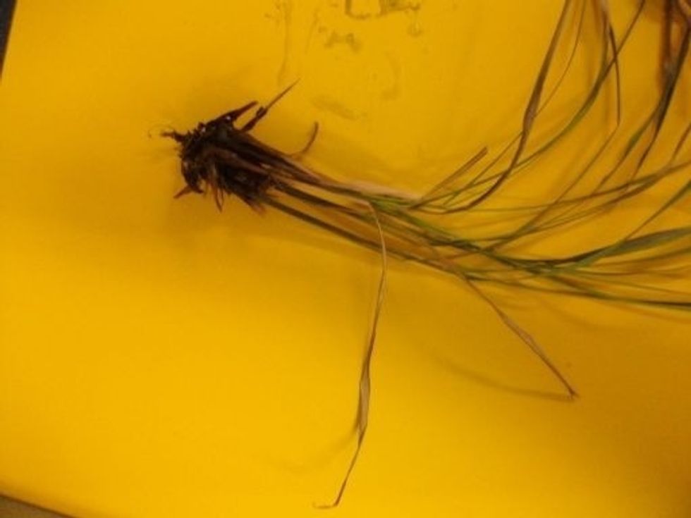 Trim the leaf load by half because the roots have been damaged.