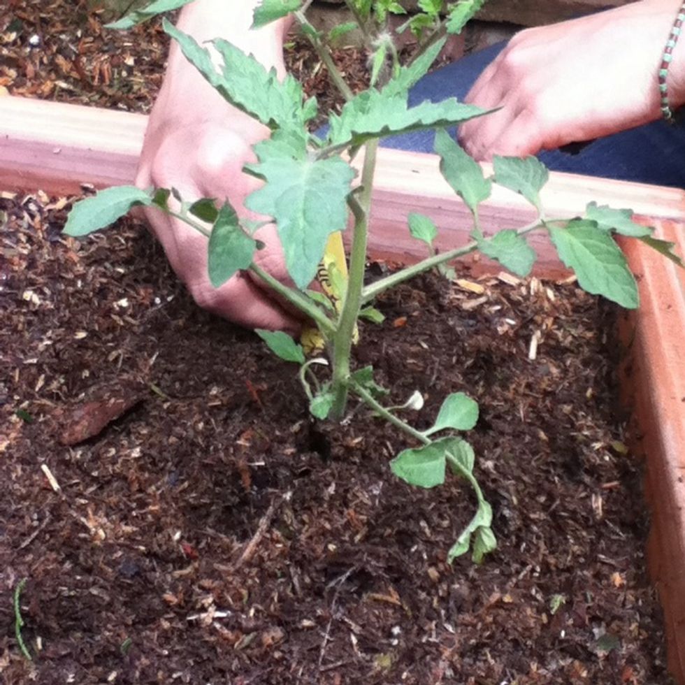 Trim the lower leaves because otherwise it could get too shrubby.