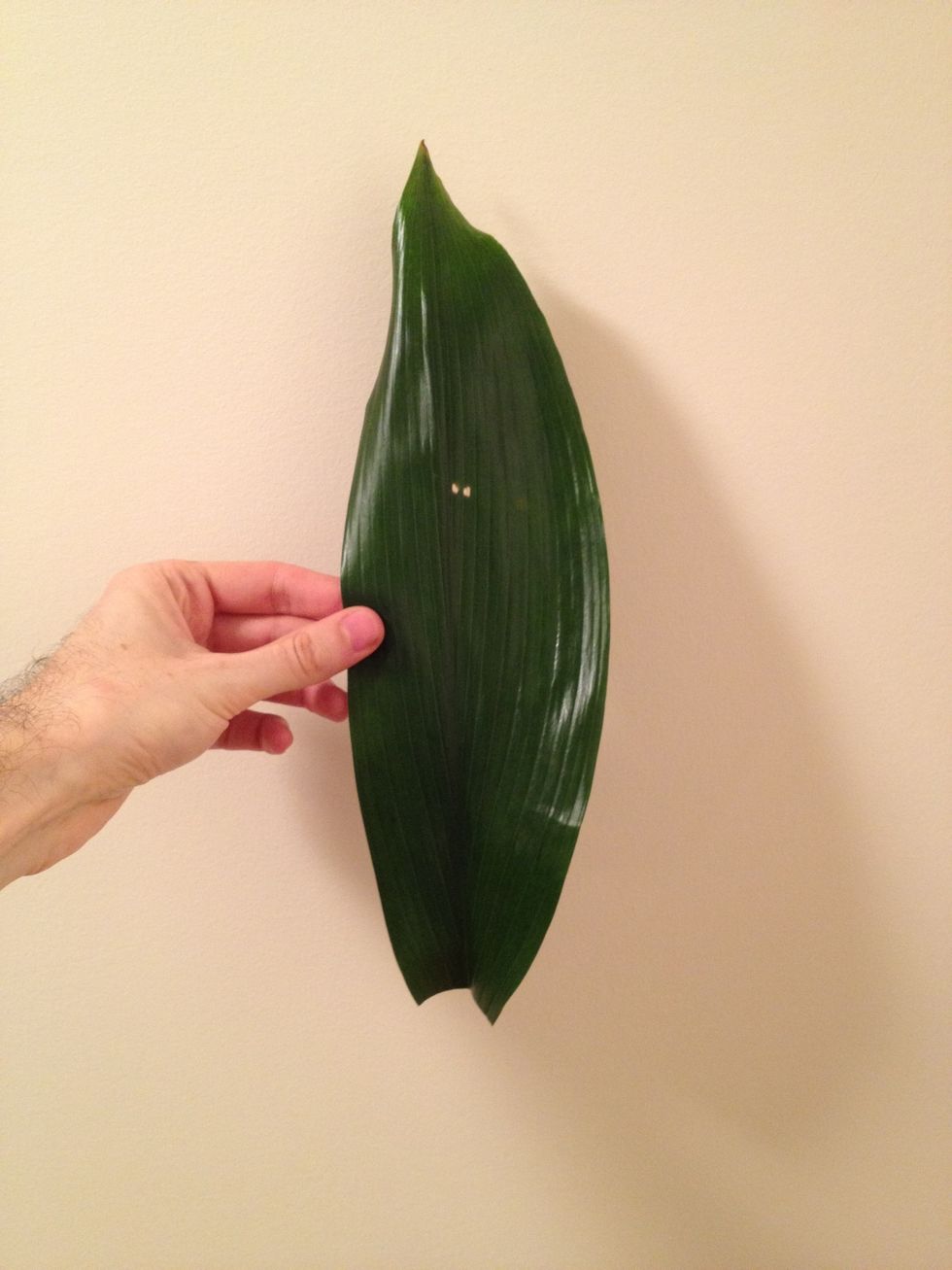 Trim your aspidistra leaf