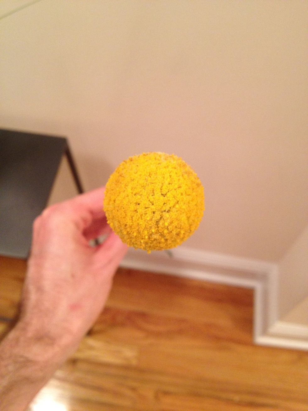 Trim your craspedia to varying heights (aka billy balls)