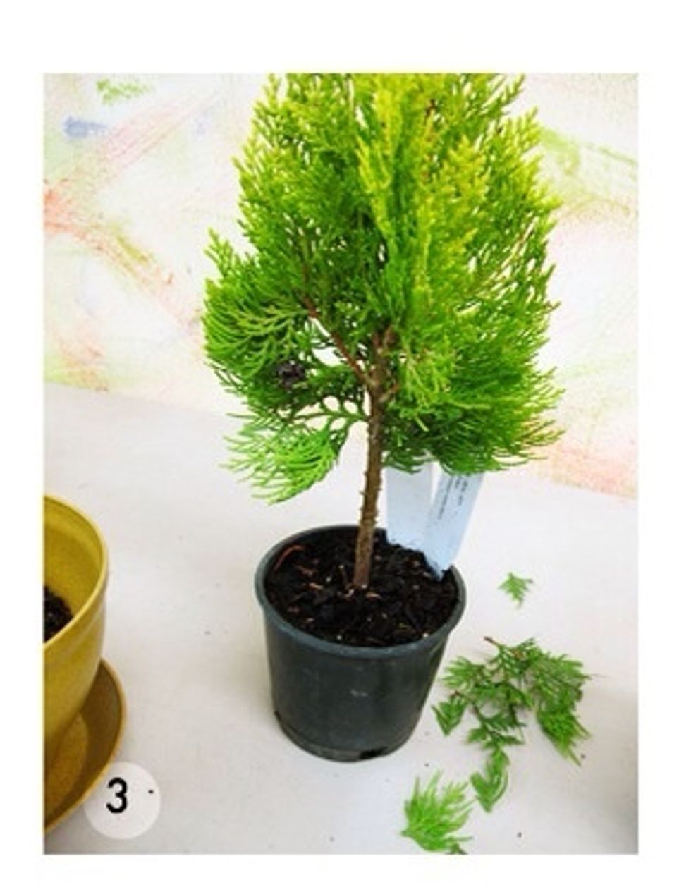 Trim your plants to your liking and to fit your container.