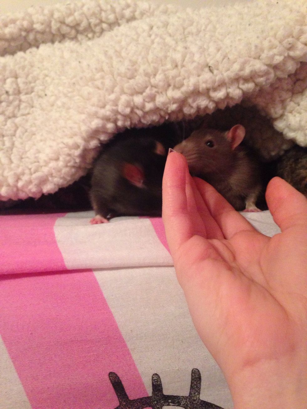 Try not to just grab them, put your hand out and let them come to you. You should know it will take time, this won't be an overnight change in them.