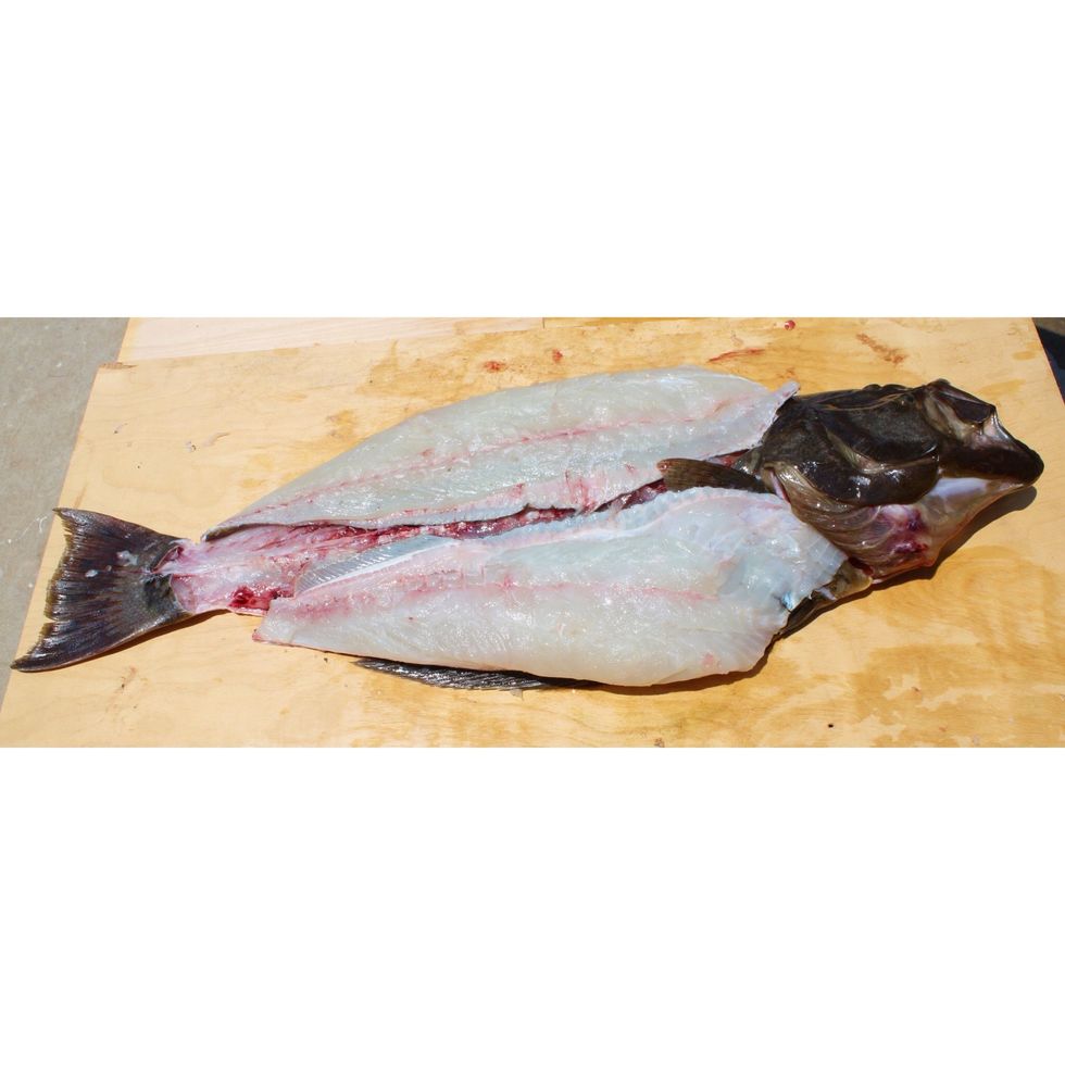 Turn fish over to cut fillets from belly side. There are four fillets on a halibut.