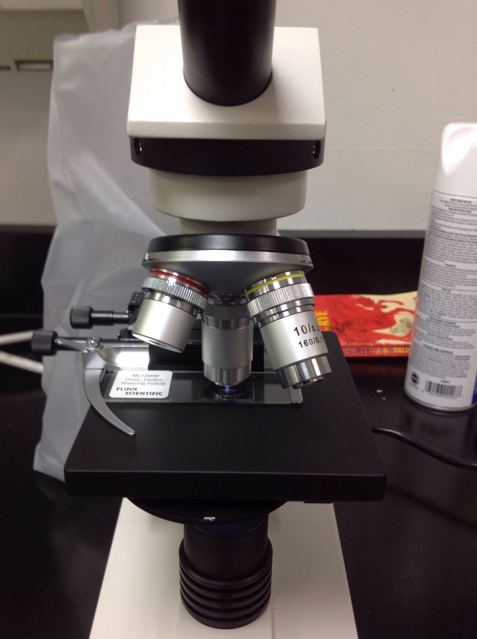 Turn the zoom options from the smallest to the biggest. This gives you the closest image possible on your microscope. It allows you to study the cells closer.