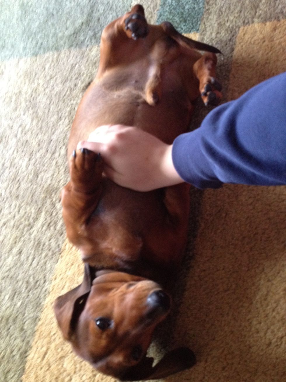 Turn you dog onto their back and hold them there whilst saying roll over (or play dead)