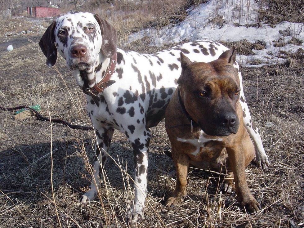 "Turner and Hutch" was an interesting experience for me. I auditioned for Hutch part but ended up being Hanks's stunt double.