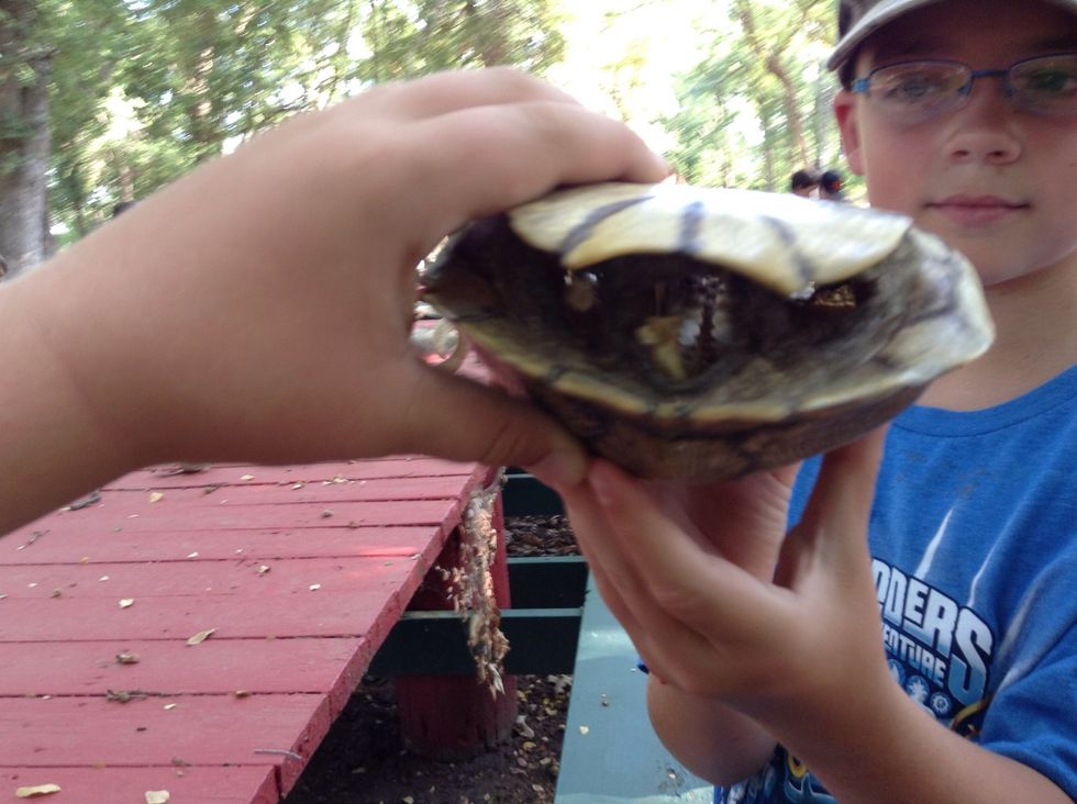 Turtles spine there could be some in the river