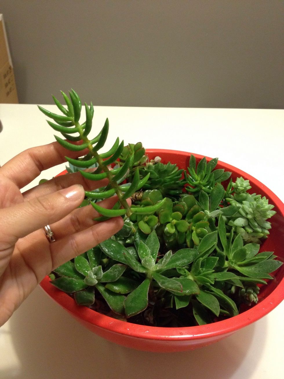 Two to three inch cuttings are ideal.