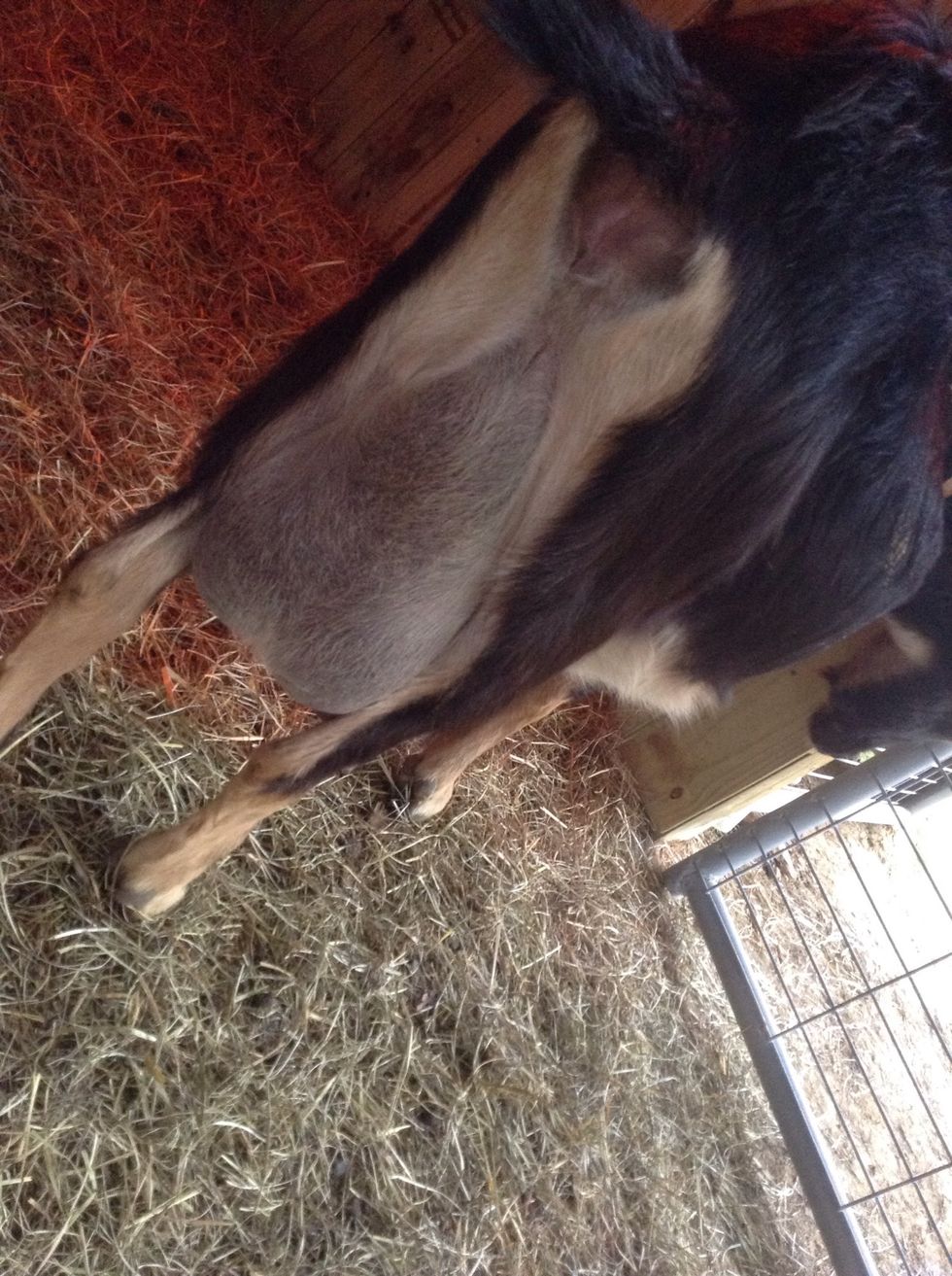 Umm... This is kinda gross but in that " area" you will see white stuff when she's in labor! I will update when she has them! Hopefully soon! Bye y'all!!!