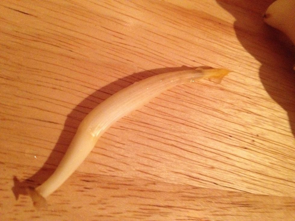 Unopened flower... Notice the appearance of it. Open the flower by gently rubbing the end of it in between your fingers and gently push the petals back.