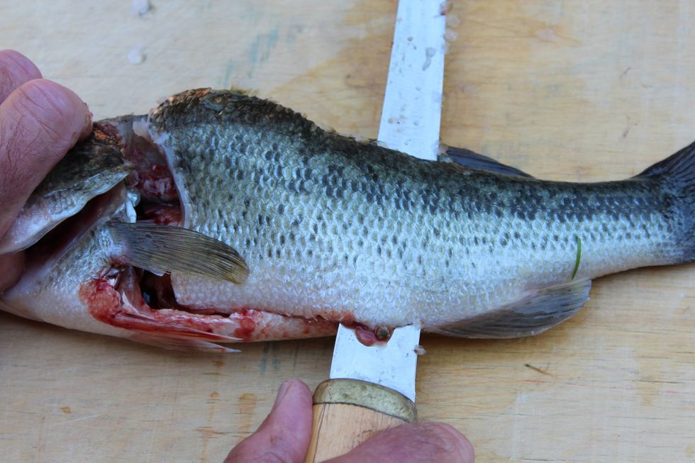 Use a "see-saw" back and forth motion until you reach the tail section, being careful not to cut through the skin.