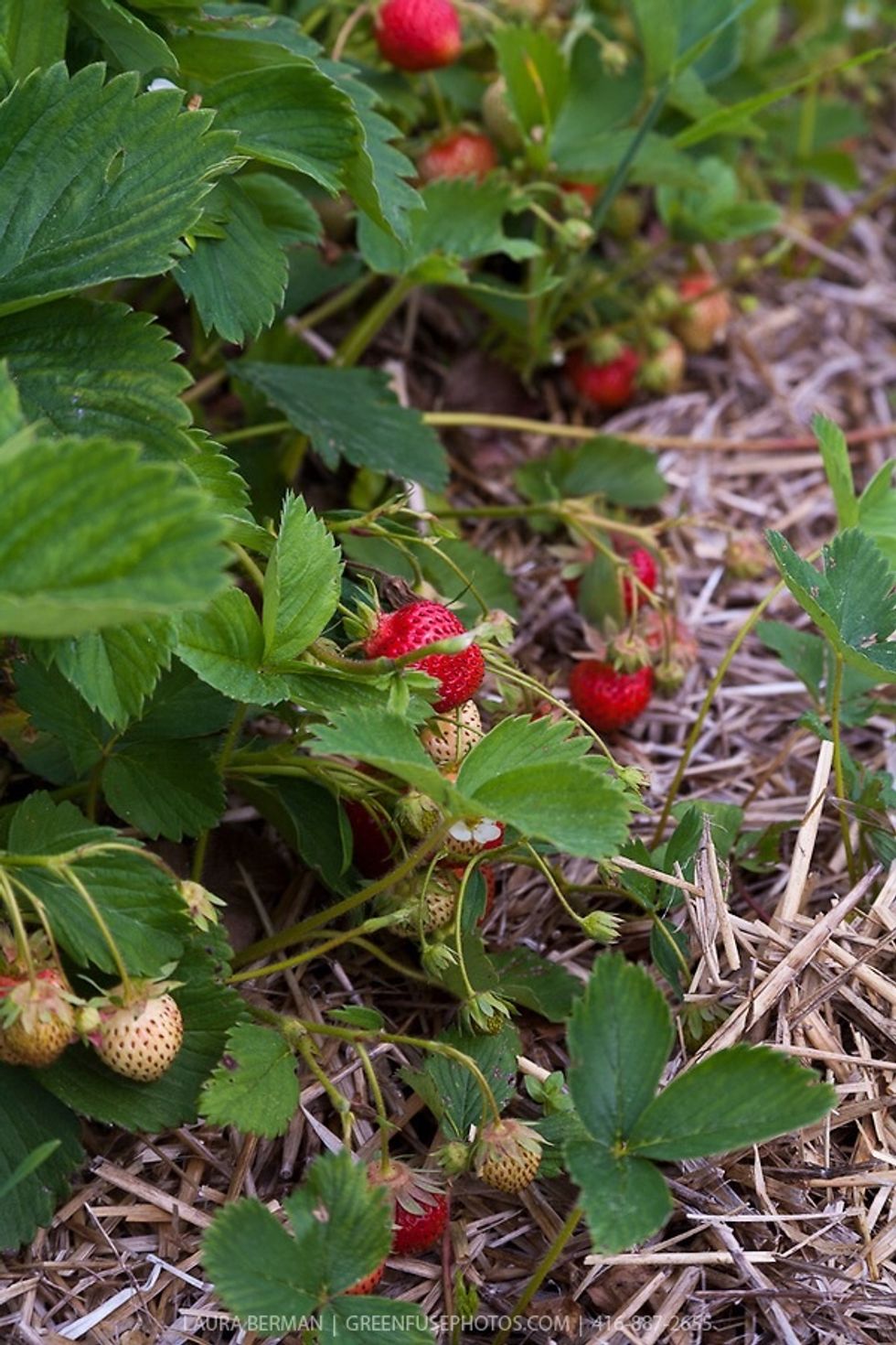 Use mulch to also protect them from weather below 20 degrees