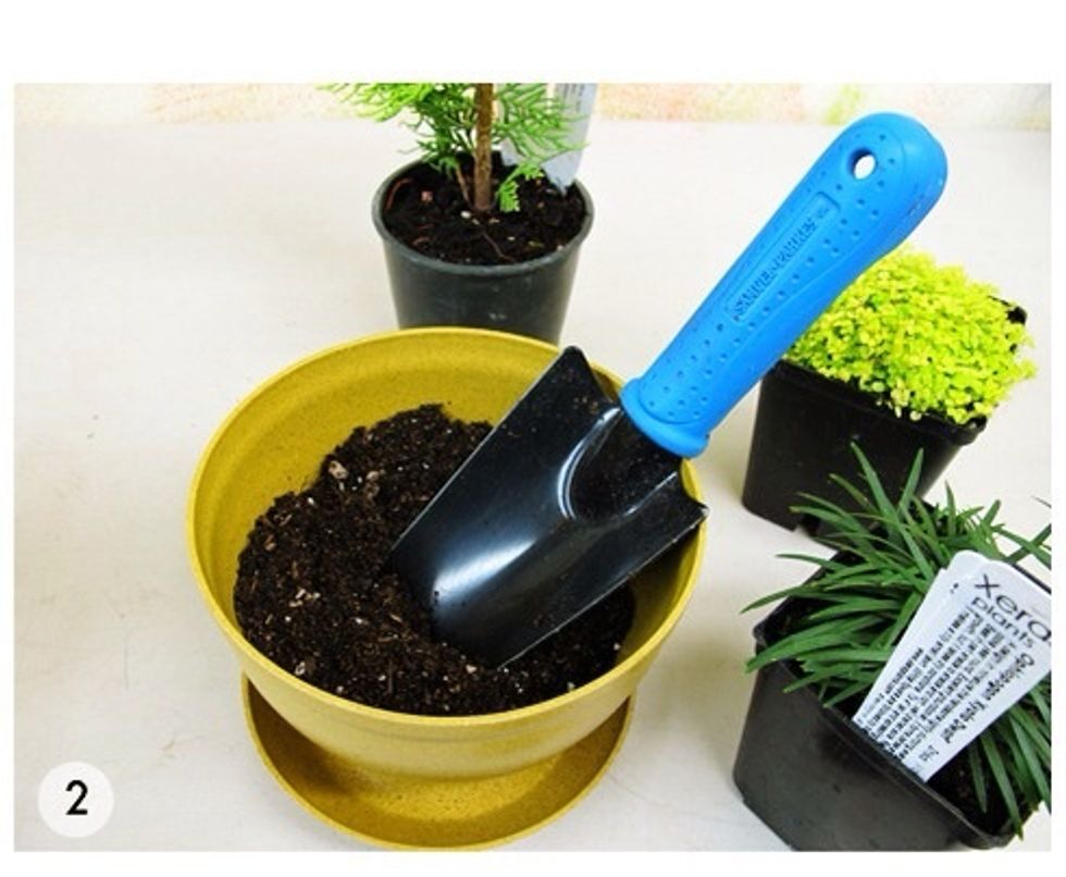 Use regular potting soil or a cacti blend for succulents and cacti.