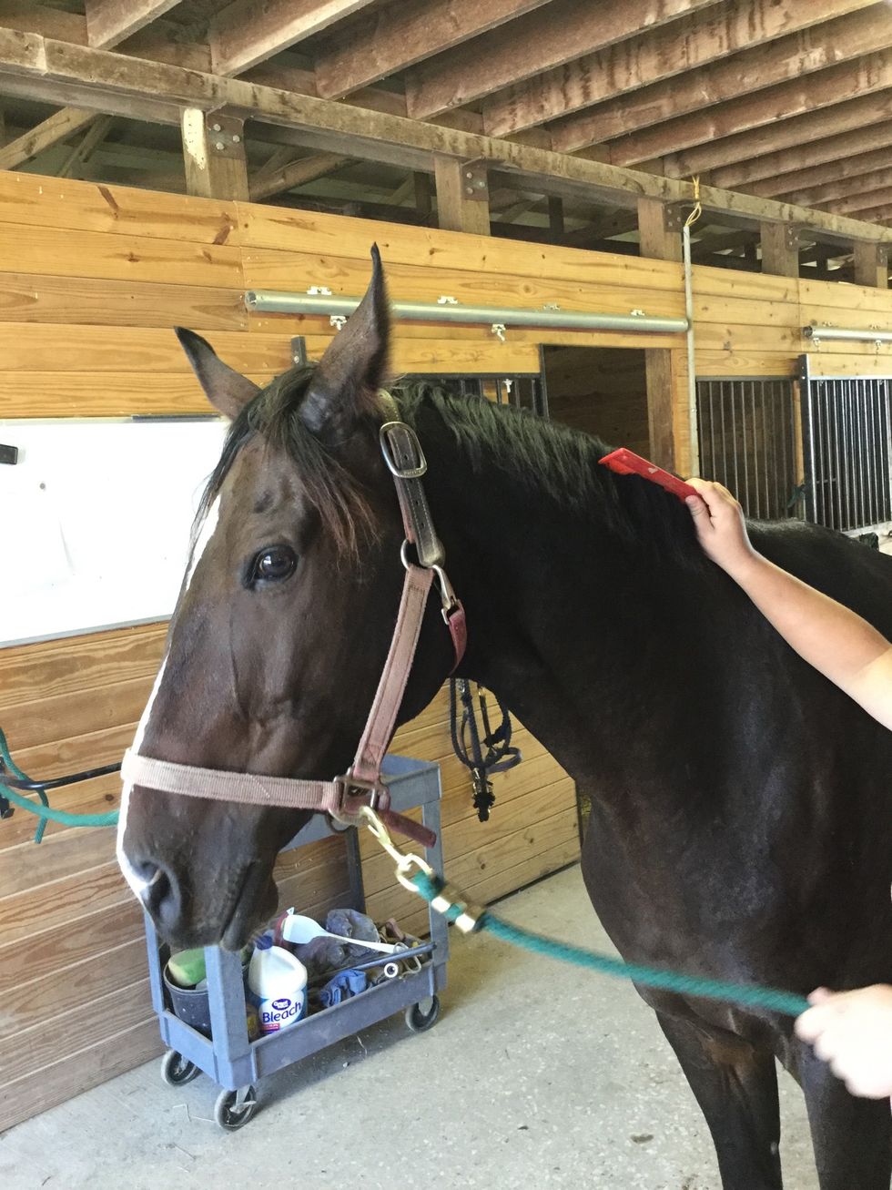 Use the mane and tail comb gently on the mane, just like you would comb human hair. Rarely comb tail hair to prevent breaking.