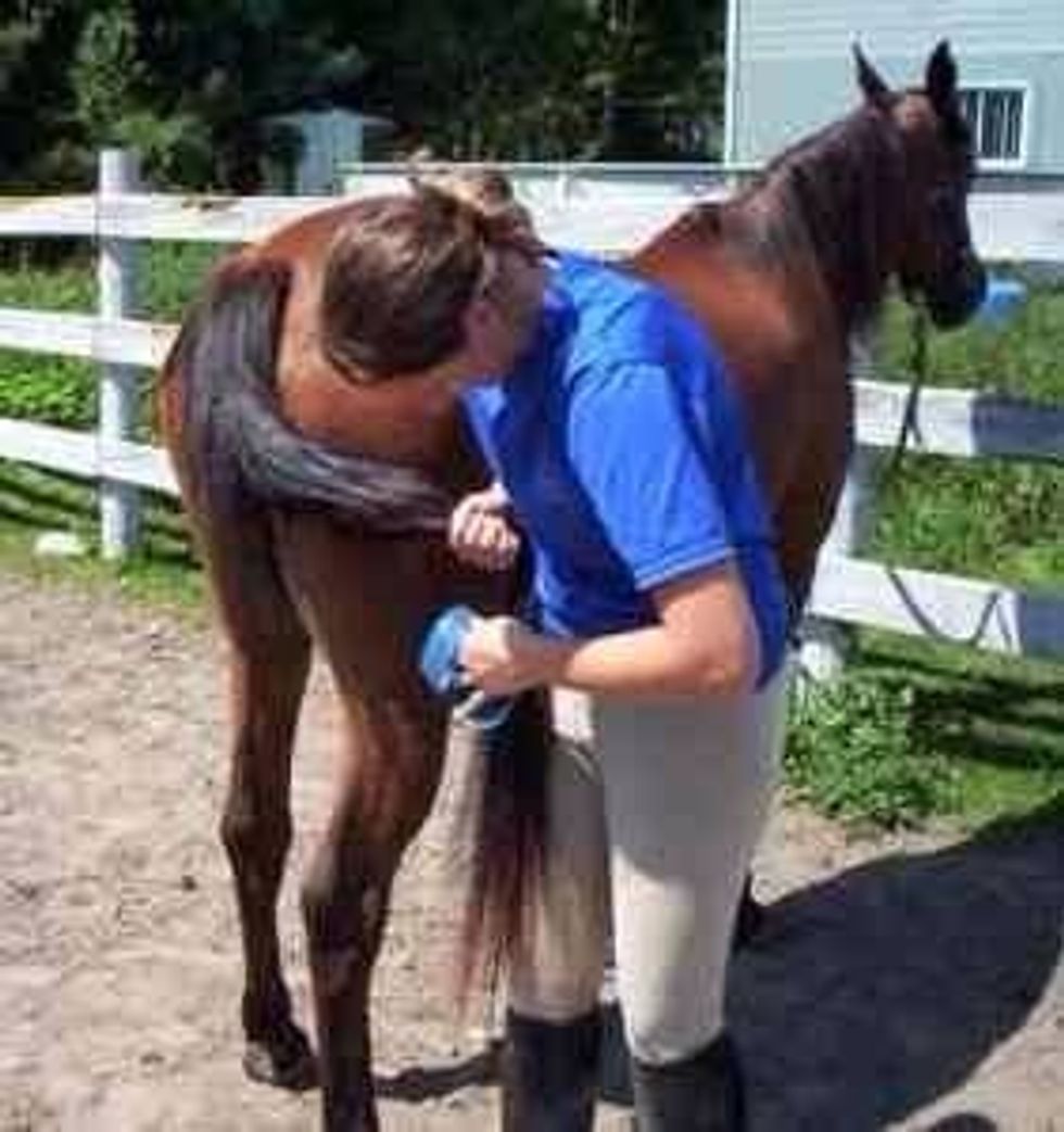 Use the plastic comb to comb through the tail. Start at the bottom and work your way up. You can tell if you're done if you can run your fingers through and they don't get caught.