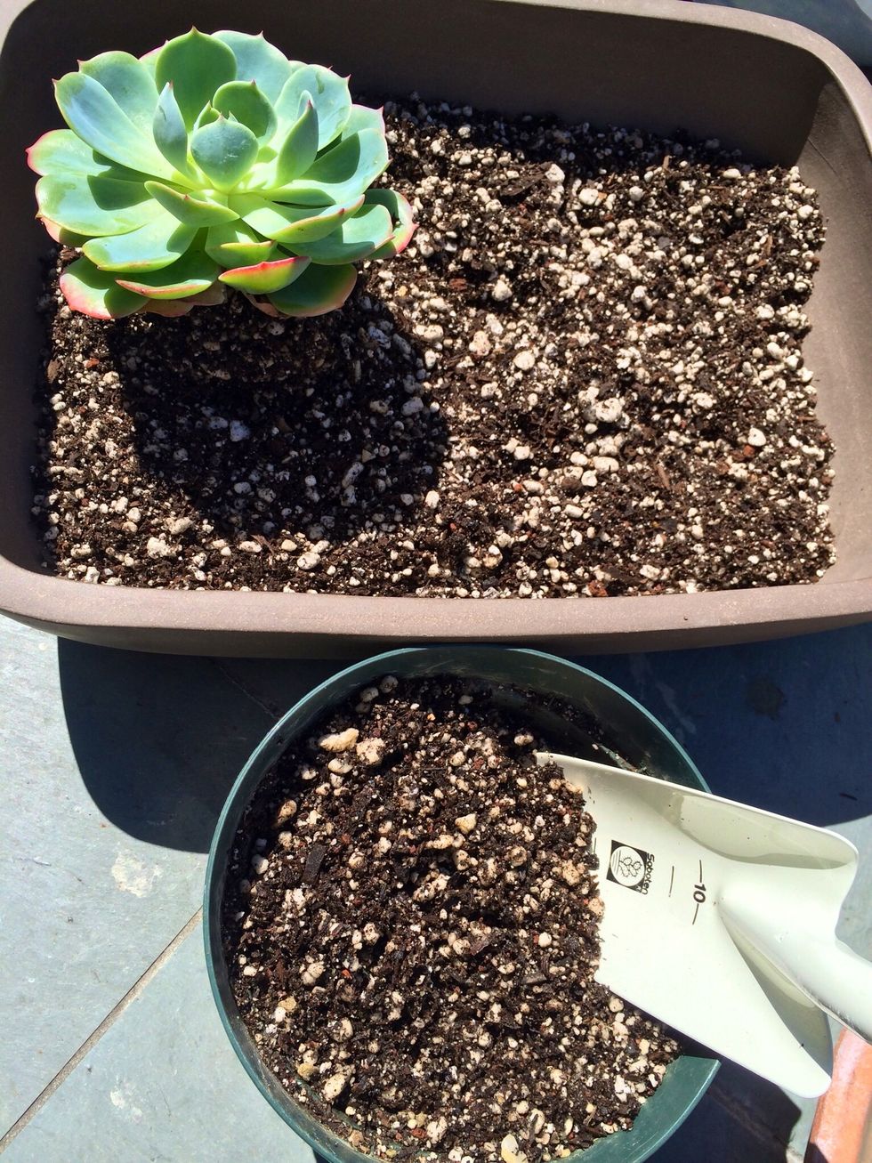 Use the shovel to take the plant out gently by first scaling the edges of the soil (nearest to pot). Hold the plant gently on top then shovel from the deepest depth of the soil.