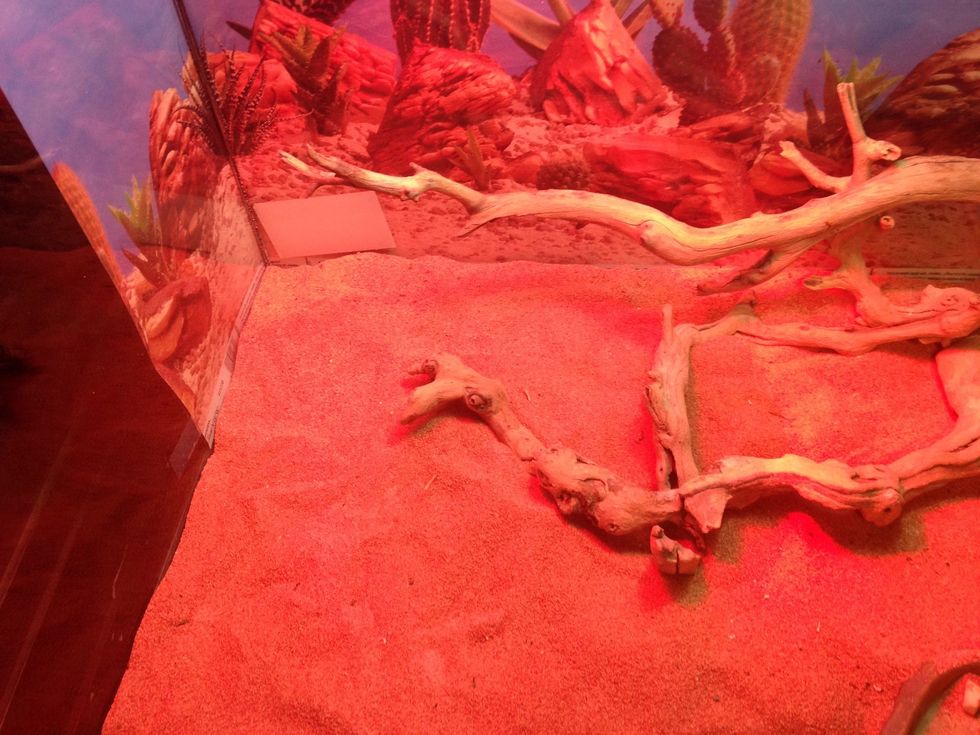 Use to have a basking spot hear but we're cleaning his thing up so it's not there but you do need one