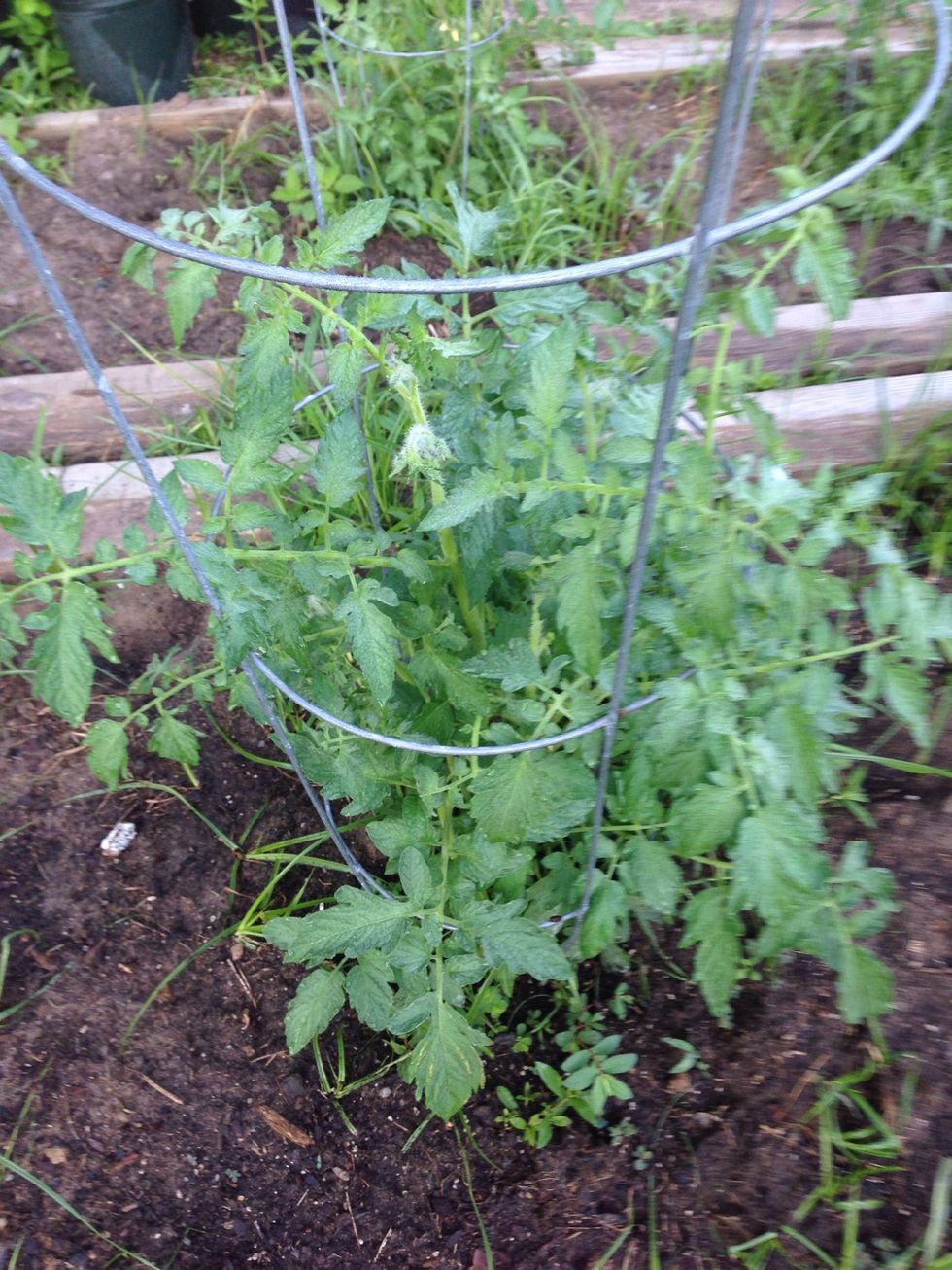 Use tomato already growing -- if you don't have any ask gardener friend or buy overgrown plant at garden store.