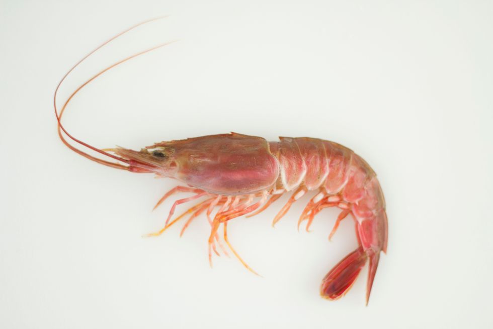 Use whole, head-on shrimp. The amount will depend on what you and your group can eat.