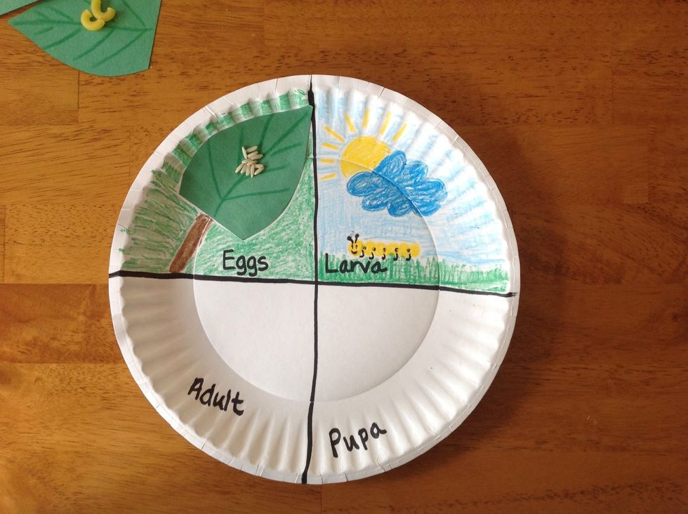 How to make a model of a butterfly life cycle - B+C Guides